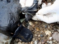 Platypus