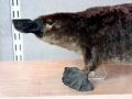 Platypus