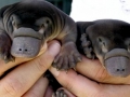 Platypus