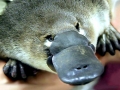 Platypus