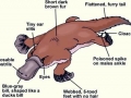Platypus