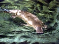Platypus