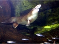 Platypus