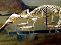 Platypus