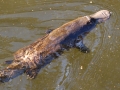 Platypus