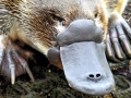 Platypus