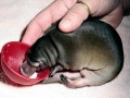 Platypus
