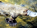 Platypus