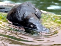 Platypus