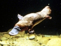 Platypus