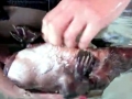 Platypus