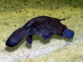 Platypus