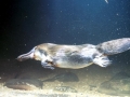 Platypus