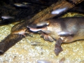 Platypus