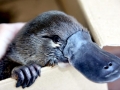 Platypus