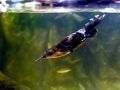 Platypus