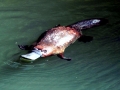 Platypus