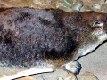 Platypus