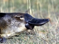 Platypus