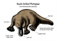 Platypus