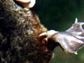 Platypus