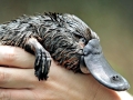 Platypus