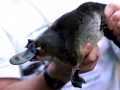 Platypus