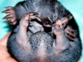 Platypus