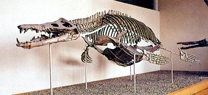 Pliosaurus