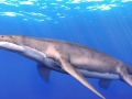 Pliosaurus