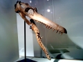 Pliosaurus