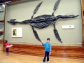 Pliosaurus