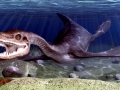 Pliosaurus