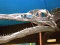 Pliosaurus