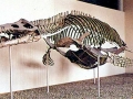 Pliosaurus