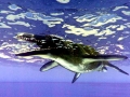Pliosaurus