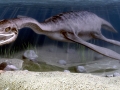 Pliosaurus