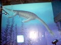 Pliosaurus