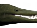 Pliosaurus