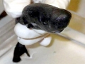 Pocket Shark