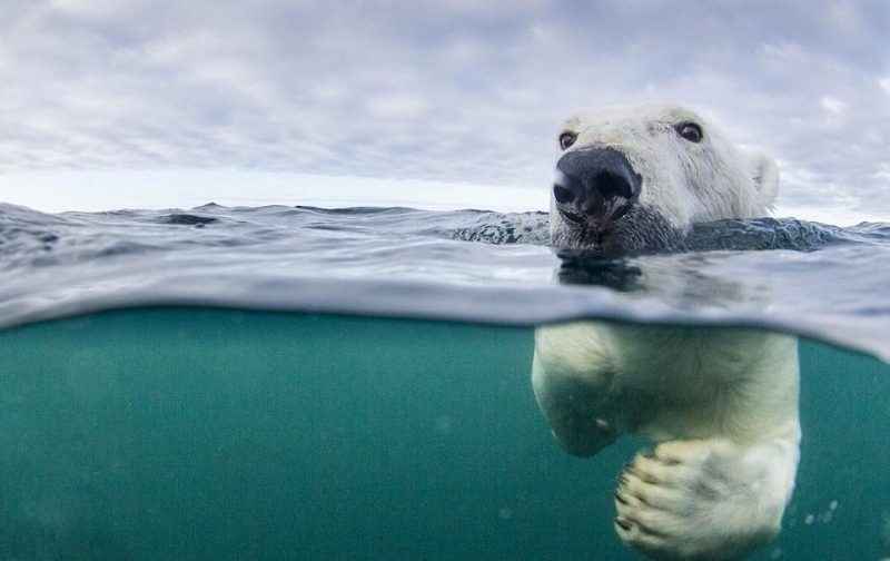 Polar Bear