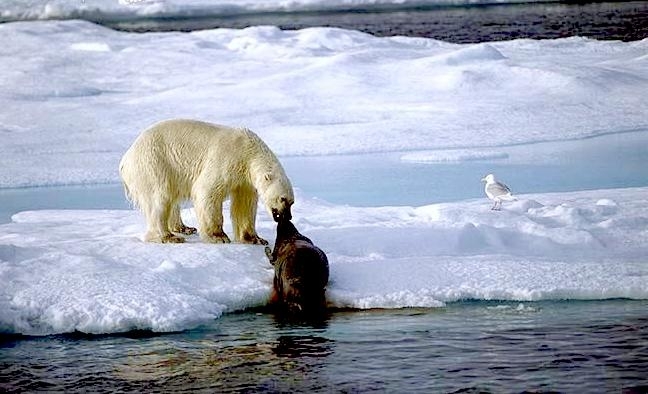 Polar Bear