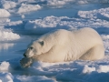 Polar Bear