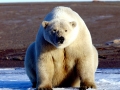 Polar Bear