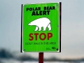 Polar Bear