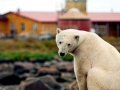 Polar Bear