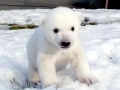 Polar Bear