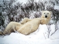 Polar Bear