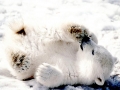 Polar Bear