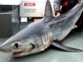 Porbeagle Shark